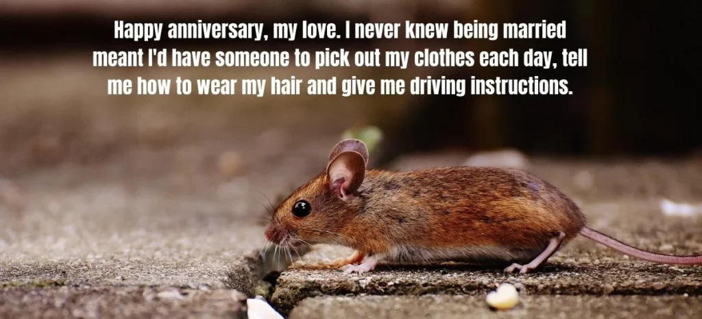 105 Funny Anniversary Quotes With a Great Sense of Humor That Will Make Your Partner Laugh