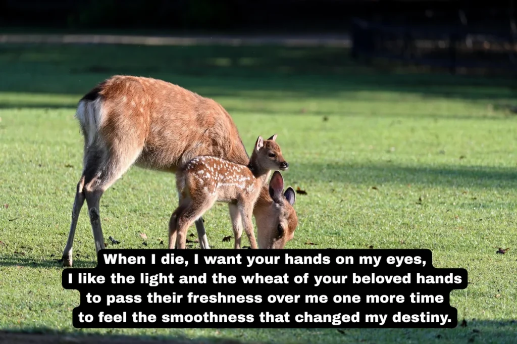 50 Best Anniversary Poems for Parents: Heartfelt Verses to Celebrate Their Love